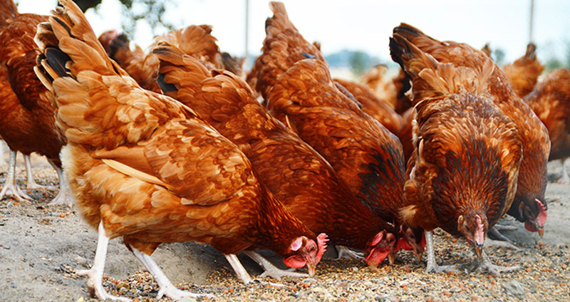 Le meilleur aliment bio pour poulets - Lequel acheter en 2022 ?