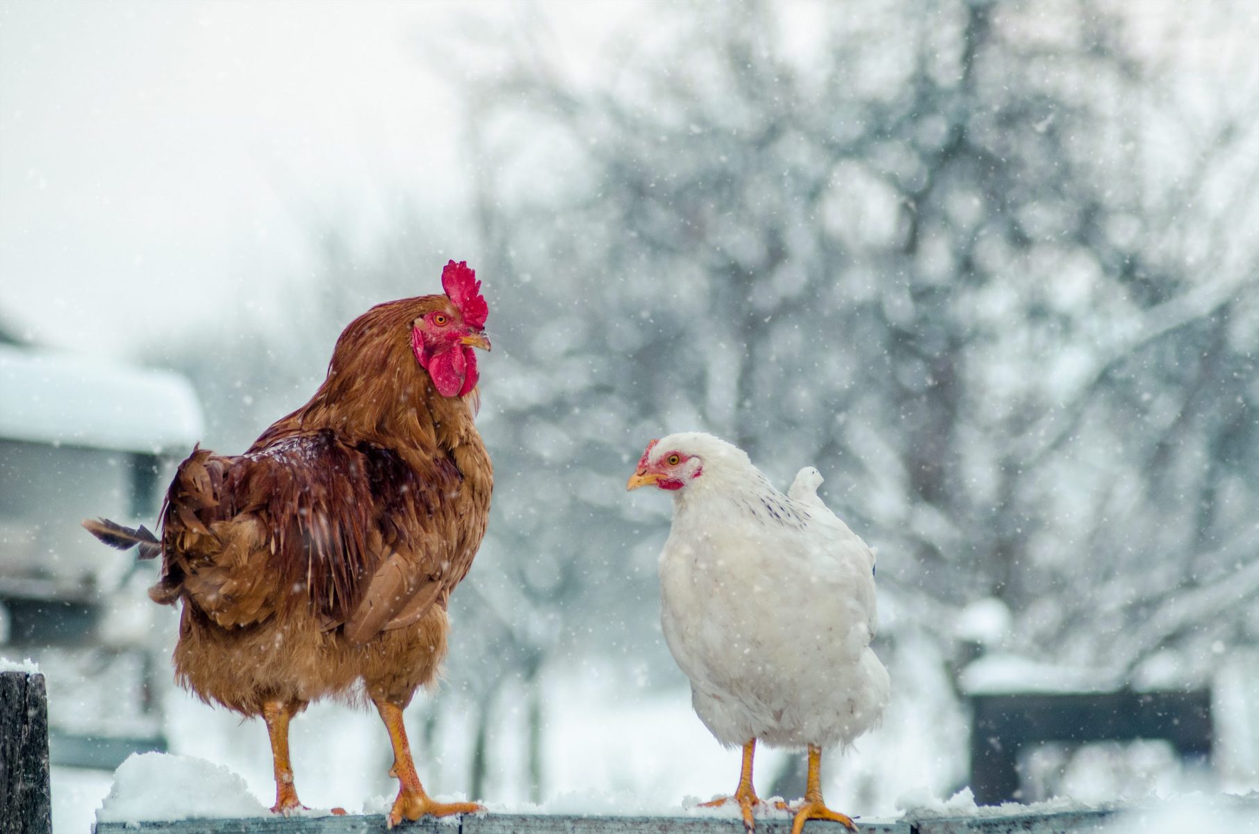 À quel point est-il trop froid pour les poules en hiver ?  — Poules en une minute vidéo