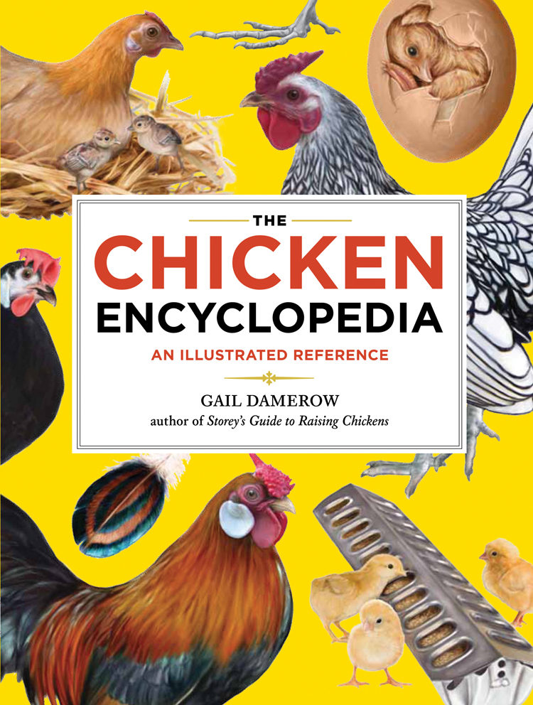 Chicken-Encyclopedia.jpg