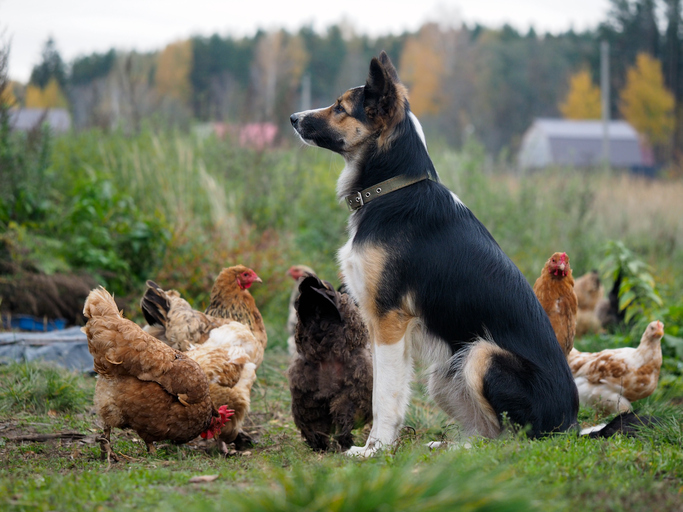 Le guide complet pour élever des poulets autour de votre chien de famille