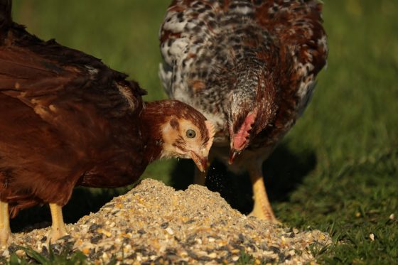 Organic-Non-GMO-Chicken-Feed-by-Rebecca-Krebs-Photo-by-Joshua-Krebs-7-scaled-e1632176862992.jpg