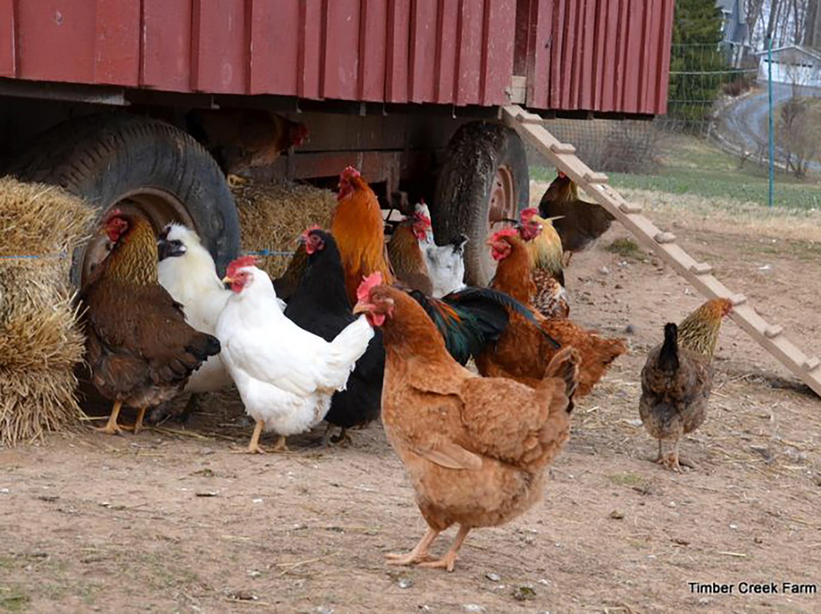 Comment empêcher les poules de manger leurs œufs