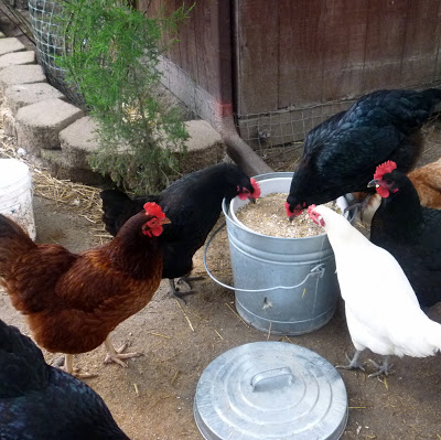 Que peuvent manger les poulets comme friandise ?  — Poulets en une vidéo d'une minute