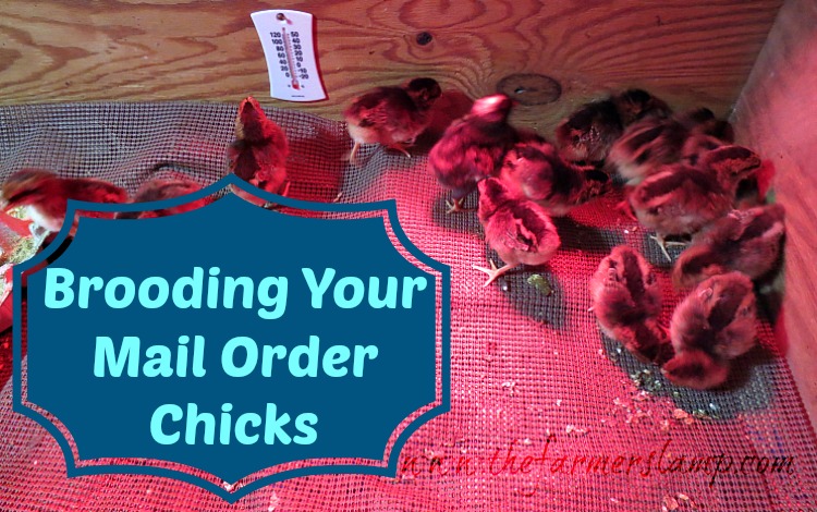 brooding-mail-order-chicks.jpg