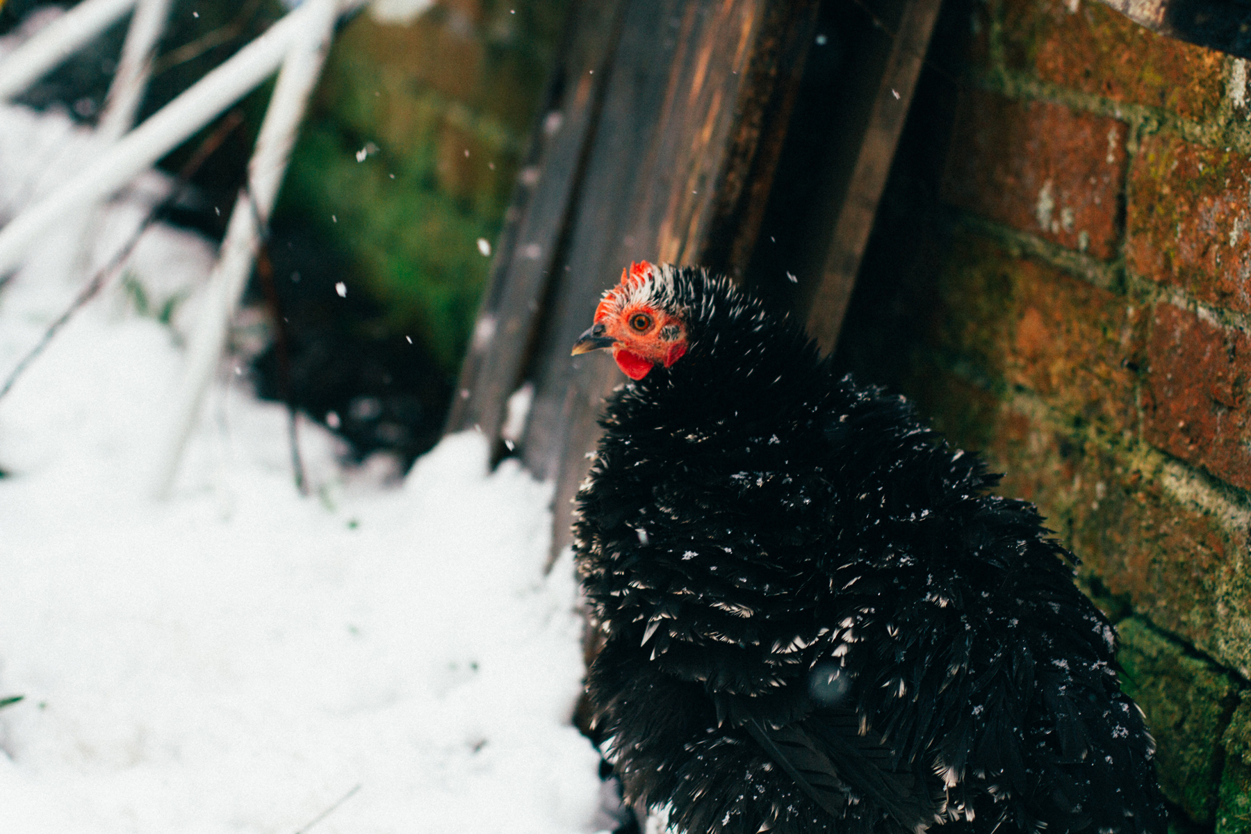chickens-winter.jpg