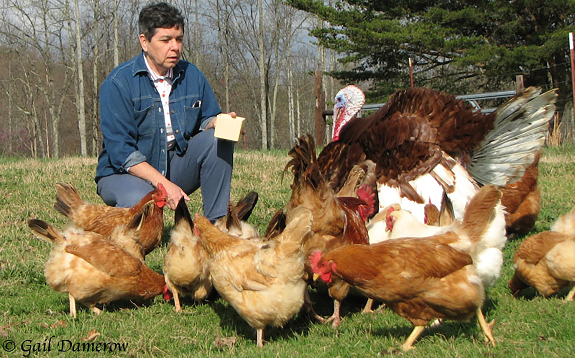 feeding-backyard-chickens.jpg