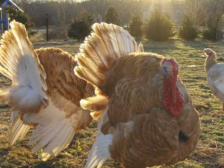 heritage-turkey-farm.jpg