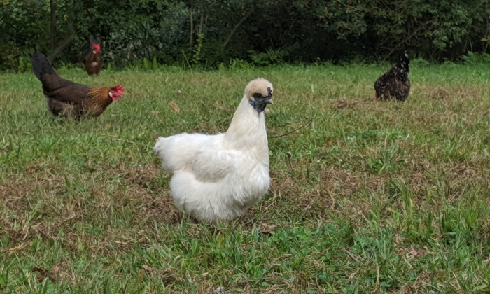 silkie-and-friends.jpg