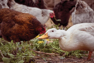 Ratios d’élevage pour les poules et les canards